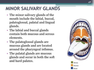MINOR SALIVARY GLANDS
• The minor salivary glands of the
mouth include the labial, buccal,
palatoglossal, palatal and lingual
glands.
• The labial and buccal glands
contain both mucous and serous
elements.
• The palatoglossal glands are
mucous glands and are located
around the pharyngeal isthmus.
• The palatal glands are mucous
glands and occur in both the soft
and hard palates.
48
 
