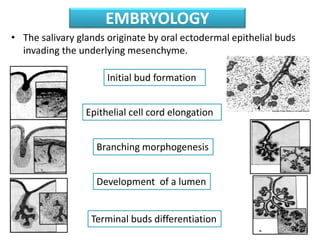 EMBRYOLOGY
• The salivary glands originate by oral ectodermal epithelial buds
invading the underlying mesenchyme.
5
Initial bud formation
Epithelial cell cord elongation
Branching morphogenesis
Development of a lumen
Terminal buds differentiation
 