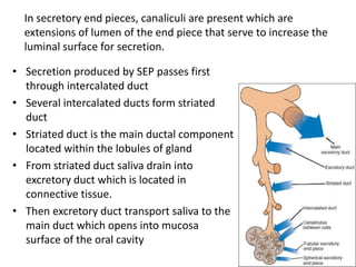 • Secretion produced by SEP passes first
through intercalated duct
• Several intercalated ducts form striated
duct
• Striated duct is the main ductal component
located within the lobules of gland
• From striated duct saliva drain into
excretory duct which is located in
connective tissue.
• Then excretory duct transport saliva to the
main duct which opens into mucosa
surface of the oral cavity
8
In secretory end pieces, canaliculi are present which are
extensions of lumen of the end piece that serve to increase the
luminal surface for secretion.
 