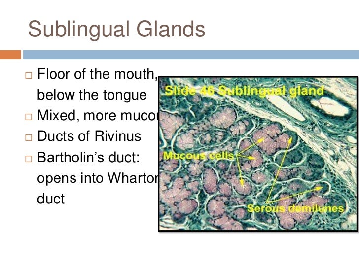 Salivary glands finals OHE
