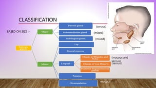 Mucous Classification SALIVARY GLANDS presentation for education.pptx
