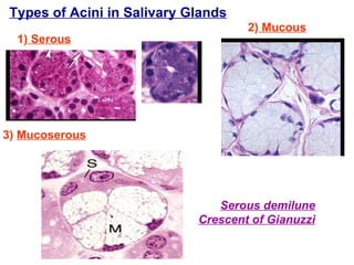 Types of Acini in Salivary Glands 1)  Serous 2)  Mucous 3)  Mucoserous   Serous demilune Crescent of Gianuzzi 