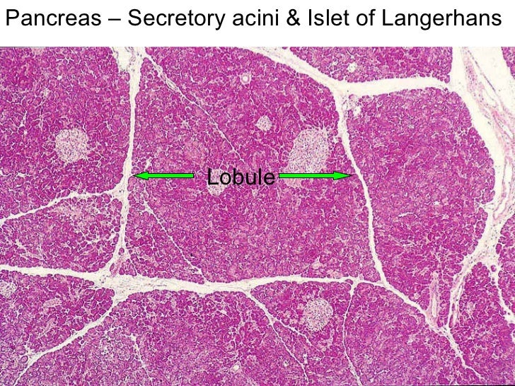 Salivary glands &pancreas
