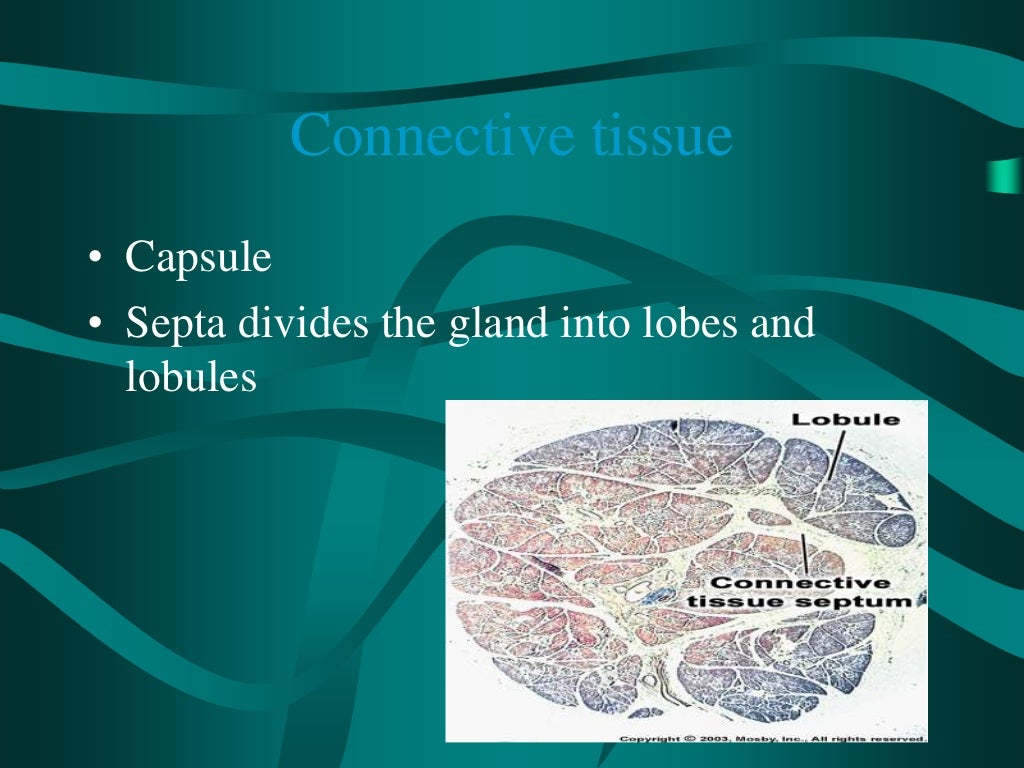 salivary-glands-ppt-vijji