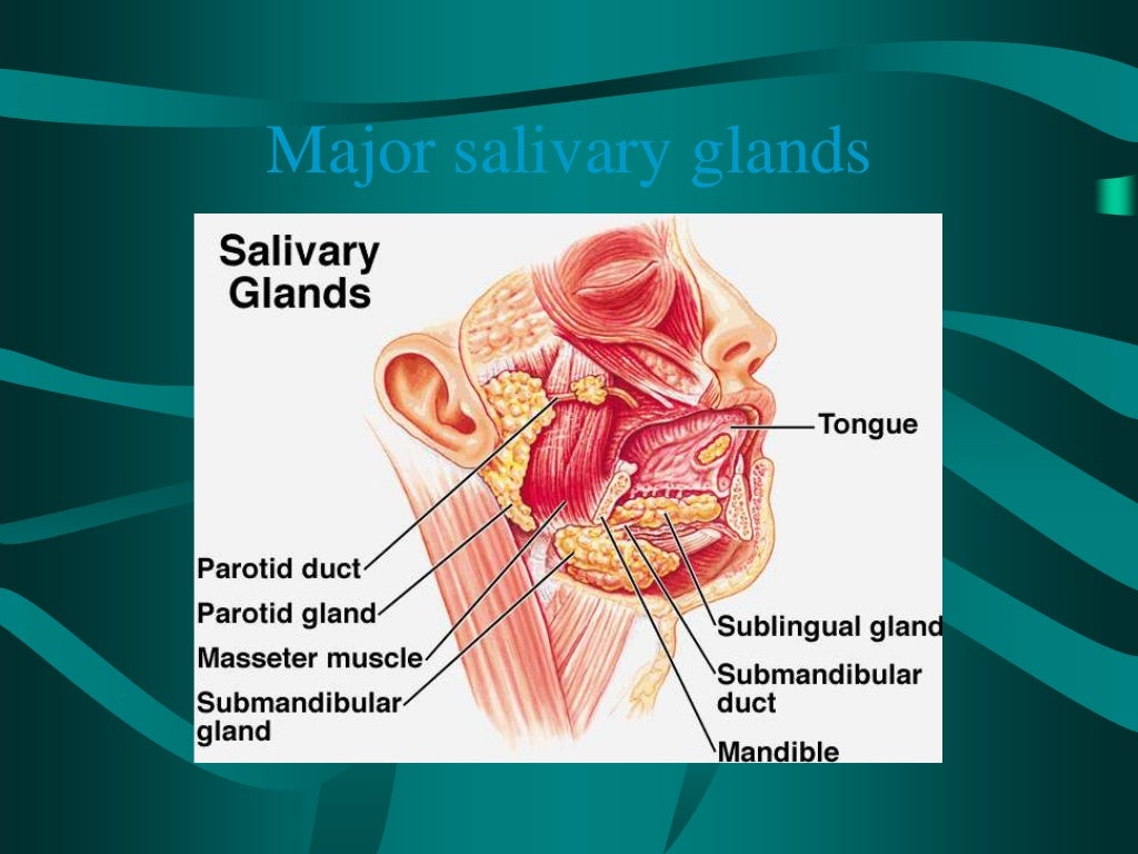 Salivary Glands Ppt Vijji salivary-glands-ppt-vijji