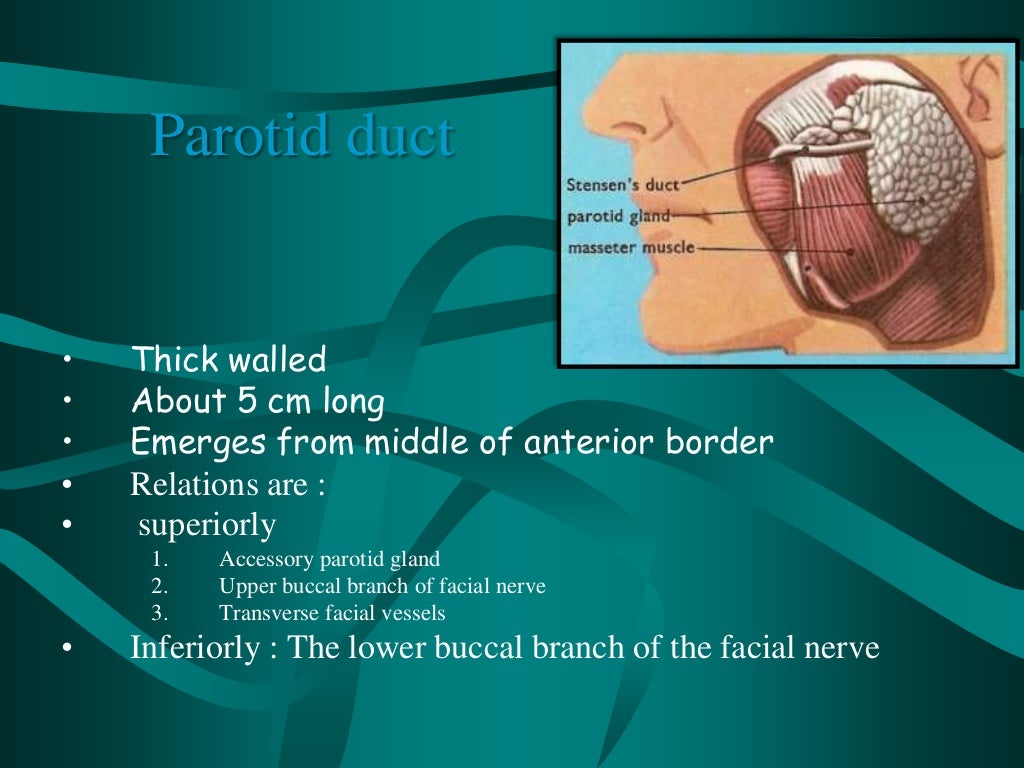 salivary-glands-ppt-vijji
