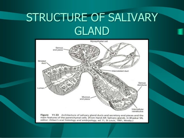composition n of functions Salivary glands ppt vijji