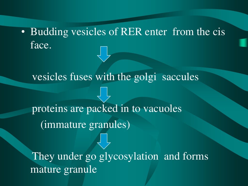 salivary-glands-ppt-vijji