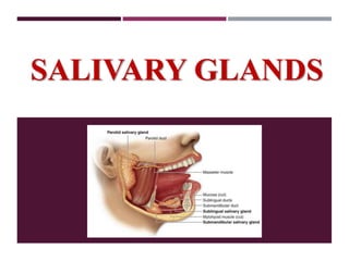 SALIVARY GLANDS
 