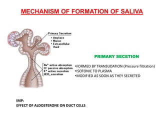 MECHANISM OF FORMATION OF SALIVA
PRIMARY SECETION
•FORMED BY TRANSUDATION (Pressure filtration)
•ISOTONIC TO PLASMA
•MODIFIED AS SOON AS THEY SECRETED
IMP:
EFFECT OF ALDOSTERONE ON DUCT CELLS
 