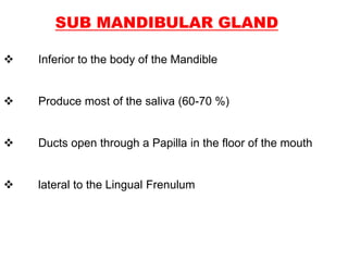 SUB MANDIBULAR GLAND
 Inferior to the body of the Mandible
 Produce most of the saliva (60-70 %)
 Ducts open through a Papilla in the floor of the mouth
 lateral to the Lingual Frenulum
 
