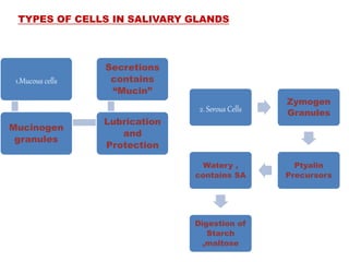 TYPES OF CELLS IN SALIVARY GLANDS
1.Mucous cells
Mucinogen
granules
Lubrication
and
Protection
Secretions
contains
“Mucin”
2. Serous Cells
Zymogen
Granules
Ptyalin
Precursors
Watery ,
contains SA
Digestion of
Starch
,maltose
 