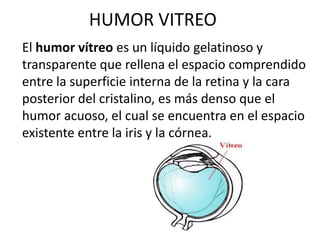 Saliva y humor vitreo | PPTX