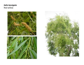 Salix laevigata
Red willow

 