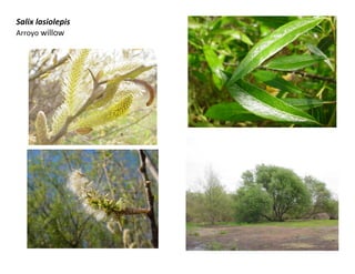 Salix lasiolepis
Arroyo willow

 