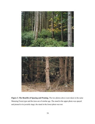 Figure 3. The Benefits of Spacing and Pruning. The two photos above were taken in the same
Maturing Forest type and the trees are of similar age. The stand in the upper photo was spaced
and pruned in its juvenile stage; the stand in the lower photo was not.

16

 