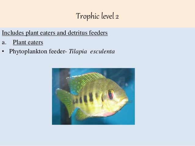 Trophical Relationship In Wetland Ecosystem