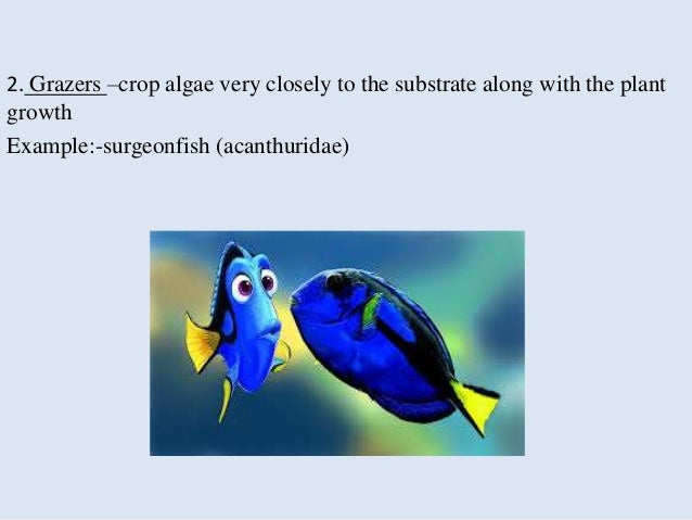 Trophical Relationship In Wetland Ecosystem
