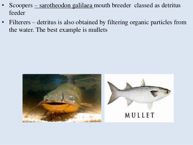 Trophical Relationship In Wetland Ecosystem