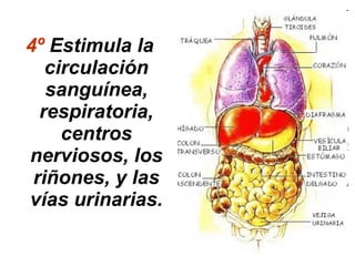 4º  Estimula la circulación sanguínea, respiratoria, centros nerviosos, los riñones, y las vías urinarias. 
