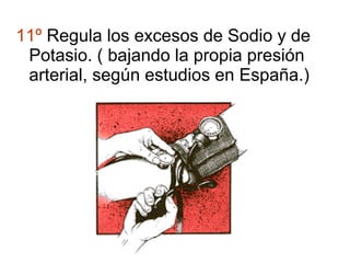 11º  Regula los excesos de Sodio y de Potasio. ( bajando la propia presión arterial, según estudios en España.) 