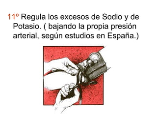 11º Regula los excesos de Sodio y de
 Potasio. ( bajando la propia presión
 arterial, según estudios en España.)
 