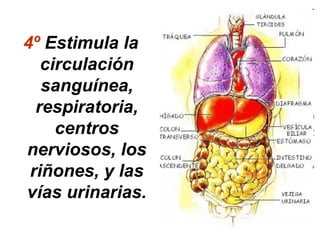 4º Estimula la
circulación
sanguínea,
respiratoria,
centros
nerviosos, los
riñones, y las
vías urinarias.
 