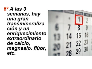6º A las 3
semanas, hay
una gran
transmineraliza
ción y un
enriquecimiento
extraordinario
de calcio,
magnesio, flúor,
etc.
 