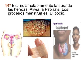 14º Estimula notablemente la cura de
las heridas. Alivia la Psoríais. Los
procesos menstruales. El bocio.
 