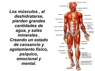 Los músculos , al
  deshidratarse,
 pierden grandes
  cantidades de
   agua, y sales
    minerales .
Creando un estado
  de cansancio y
agotamiento físico,
     psíquico,
   emocional y
      mental.
 