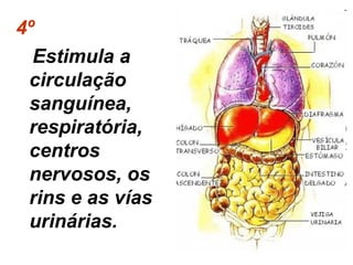 4º
Estimula a
circulação
sanguínea,
respiratória,
centros
nervosos, os
rins e as vías
urinárias.

 