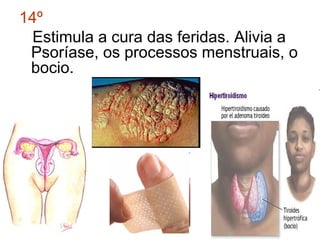 14º
Estimula a cura das feridas. Alivia a
Psoríase, os processos menstruais, o
bocio.

 
