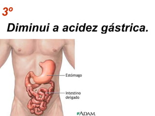 3º   Diminui a acidez gástrica. 