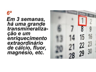 6º  Em 3 semanas, há uma grande transmineraliza-ção e um enriquecimento extraordinário de cálcio, fluor, magnésio, etc. 