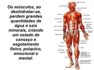Os músculos, ao deshidratar-se, perdem grandes quantidades de água e sais minerais, criando um estado de cansaço e esgotamento físico, psíquico, emocional e mental. 