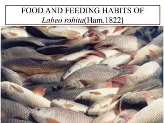 FOOD AND FEEDING HABITS OF
Labeo rohita(Ham.1822)
 
