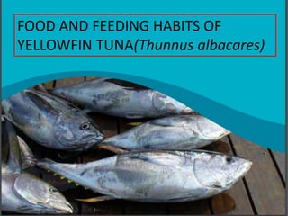 FOOD AND FEEDING HABITS OF
YELLOWFIN TUNA(Thunnus albacares)
 