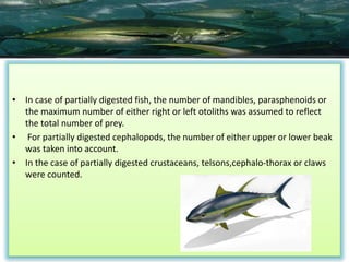 Food and Feeding habits of yellowfin tuna | PPTX