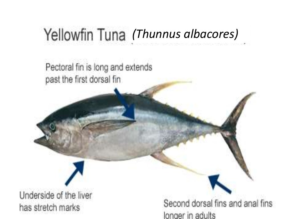 Food and Feeding habits of yellowfin tuna