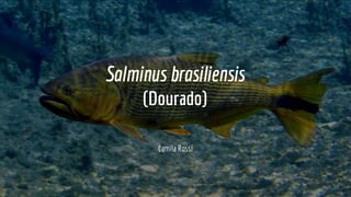 Salminus brasiliensis
(Dourado)
Camila Rossi
 