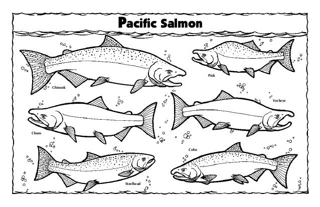 pacific salmon steelhead pink chum sockeye chinook coho