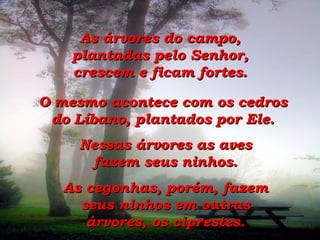 As árvores do campo, plantadas pelo Senhor, crescem e ficam fortes. O mesmo acontece com os cedros do Líbano, plantados por Ele. Nessas árvores as aves fazem seus ninhos. As cegonhas, porém, fazem seus ninhos em outras árvores, os ciprestes. 