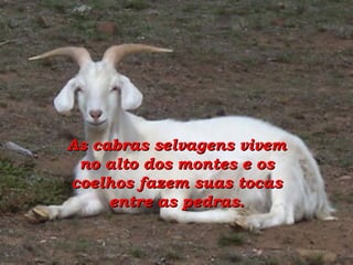 As cabras selvagens vivem no alto dos montes e os coelhos fazem suas tocas entre as pedras. 
