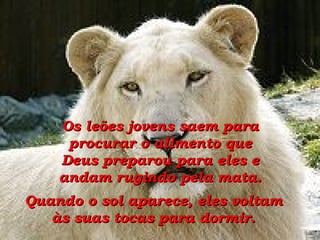 Os leões jovens saem para procurar o alimento que Deus preparou para eles e andam rugindo pela mata. Quando o sol aparece, eles voltam às suas tocas para dormir. 