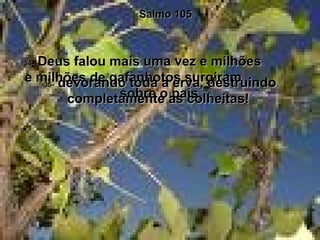 Salmo 105 34-  Deus falou mais uma vez e milhões  e milhões de gafanhotos surgiram  sobre o país,  35-  devorando toda a erva, destruindo completamente as colheitas!  