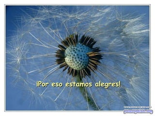 ¡Por eso estamos alegres! 