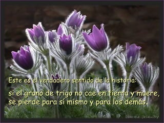EEste es el verdadero sentido de la historia:ste es el verdadero sentido de la historia:
si el grano de trigo no cae en tierra y muere,si el grano de trigo no cae en tierra y muere,
se pierde para sí mismo y para los demásse pierde para sí mismo y para los demás.
 
