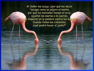 Al Señor me acojo, ¿por qué me decís:Al Señor me acojo, ¿por qué me decís:
"escapa como un pájaro al monte,"escapa como un pájaro al monte,
por qué los malvados tensan el arco,por qué los malvados tensan el arco,
ajustan las saetas a la cuerda,ajustan las saetas a la cuerda,
para disparar en la sombra contra los buenos?para disparar en la sombra contra los buenos?
Cuando fallan los cimientos,Cuando fallan los cimientos,
¿qué podrá hacer el justo?"¿qué podrá hacer el justo?"
 