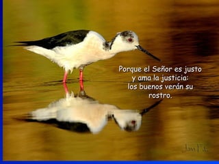 Porque el Señor es justoPorque el Señor es justo
y ama la justicia:y ama la justicia:
los buenos verán sulos buenos verán su
rostro.rostro.
 