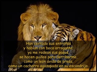 Han cerrado sus entrañasHan cerrado sus entrañas
y hablan con boca arrogante;y hablan con boca arrogante;
ya me rodean sus pasos,ya me rodean sus pasos,
se hacen guiños para derribarme,se hacen guiños para derribarme,
como un león ávido de presa,como un león ávido de presa,
como un cachorro agazapado en su escondrijo.como un cachorro agazapado en su escondrijo.
 